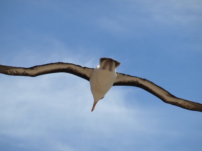 ../../Pictures/241209/076 blackbrowded Albatross.JPG